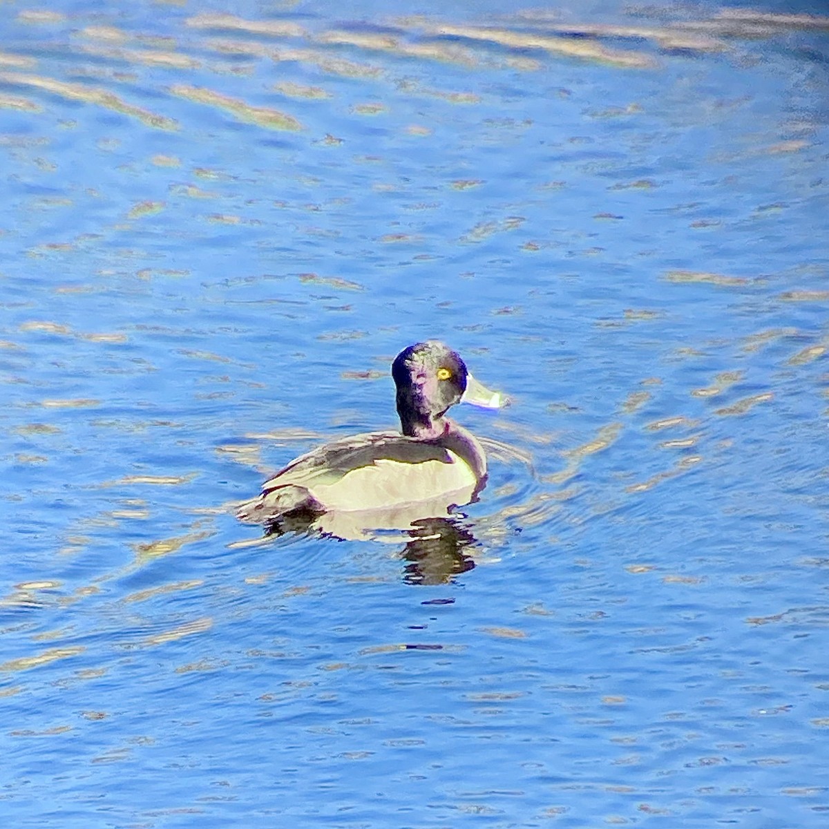 Ring-necked Duck - ML513078311