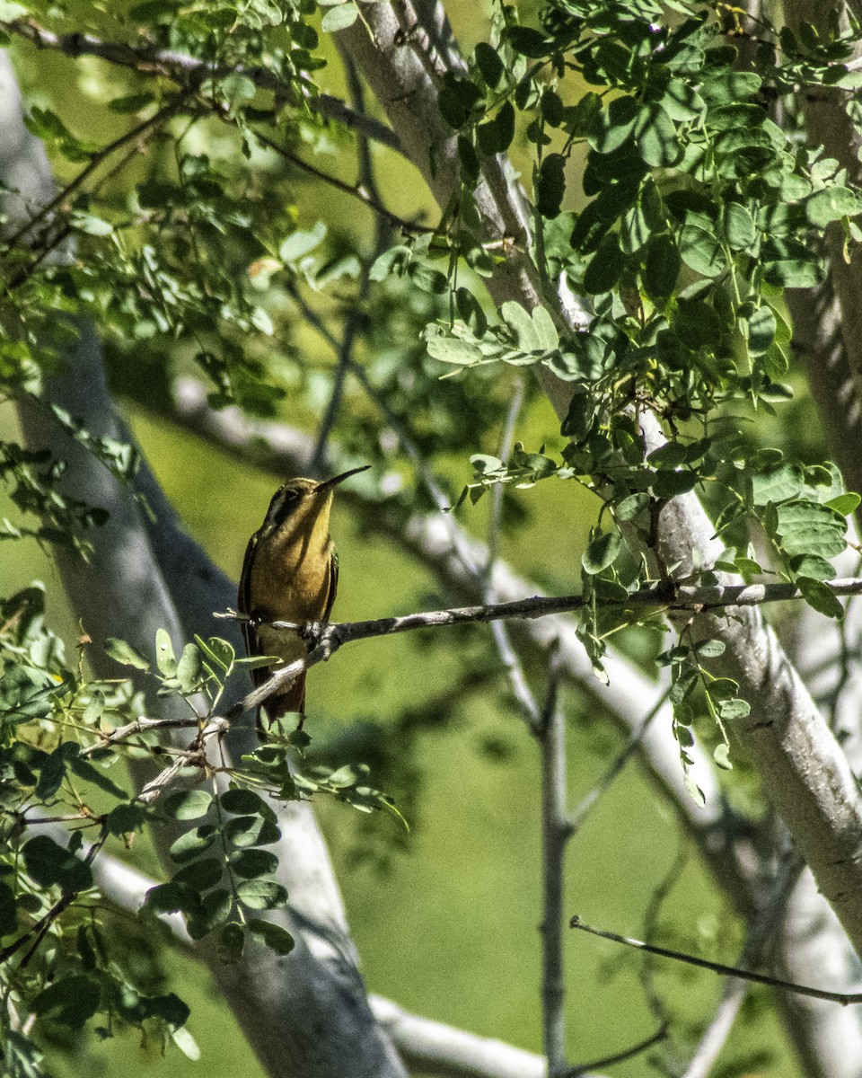 Schwarzstirn-Saphirkolibri - ML513078701