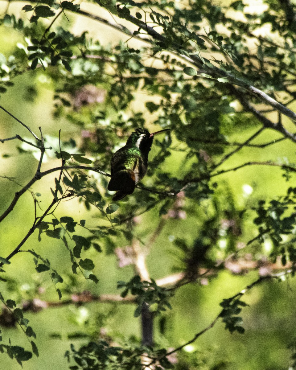 Xantus's Hummingbird - ML513078711