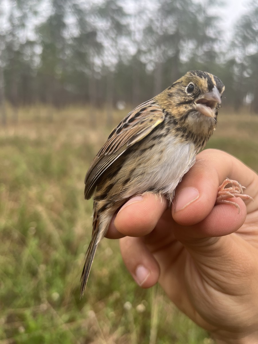 Henslow's Sparrow - ML513079281