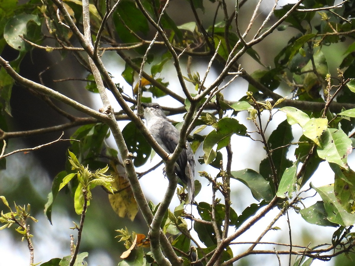 Tessmann's Flycatcher - ML513082161