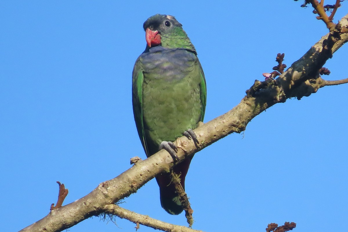 Red-billed Parrot - David Brinkman