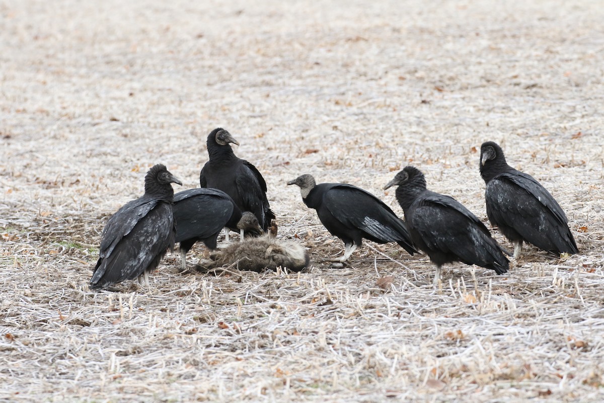 Black Vulture - Beverly Seyler
