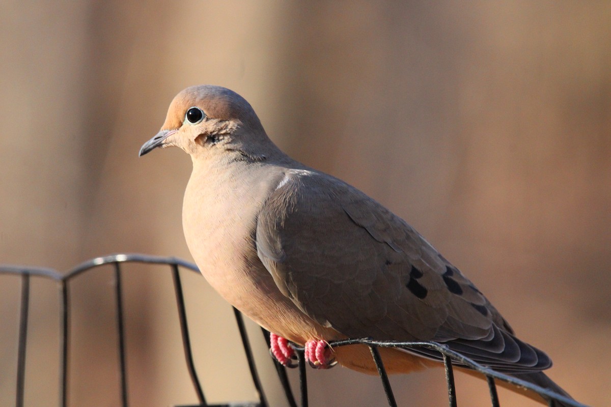 Tourterelle triste - ML513083991