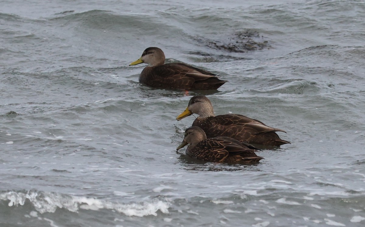 American Black Duck - ML513084381