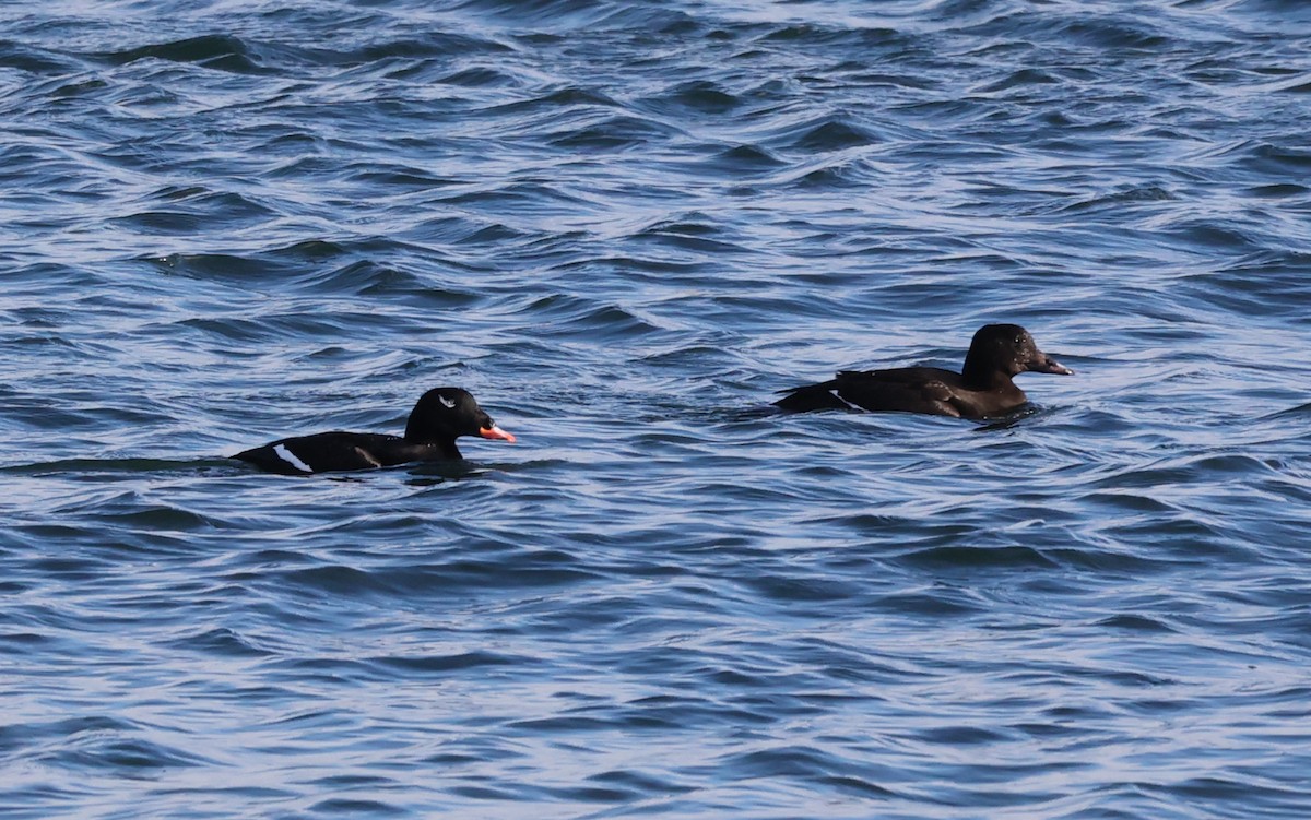 White-winged Scoter - ML513084431