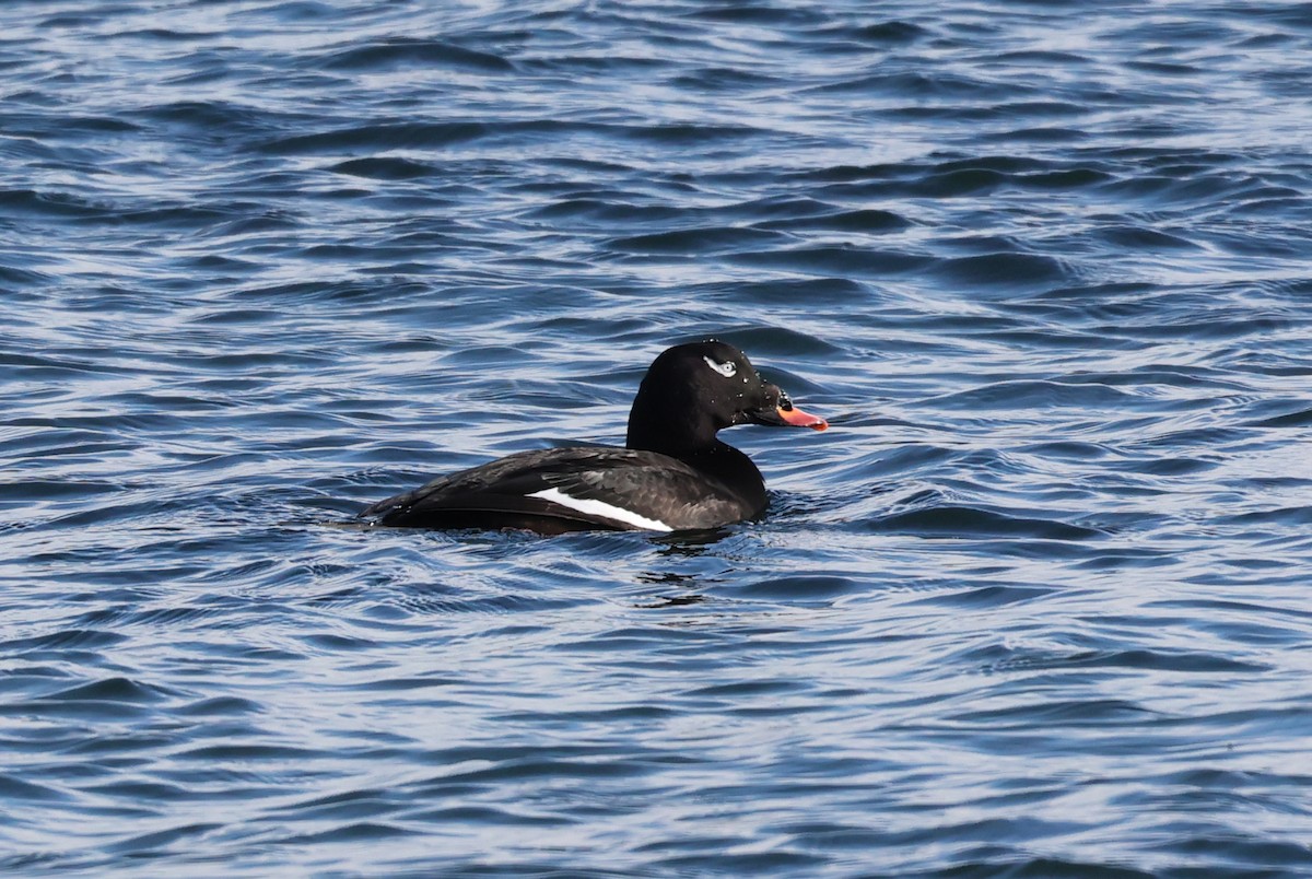 White-winged Scoter - ML513084521