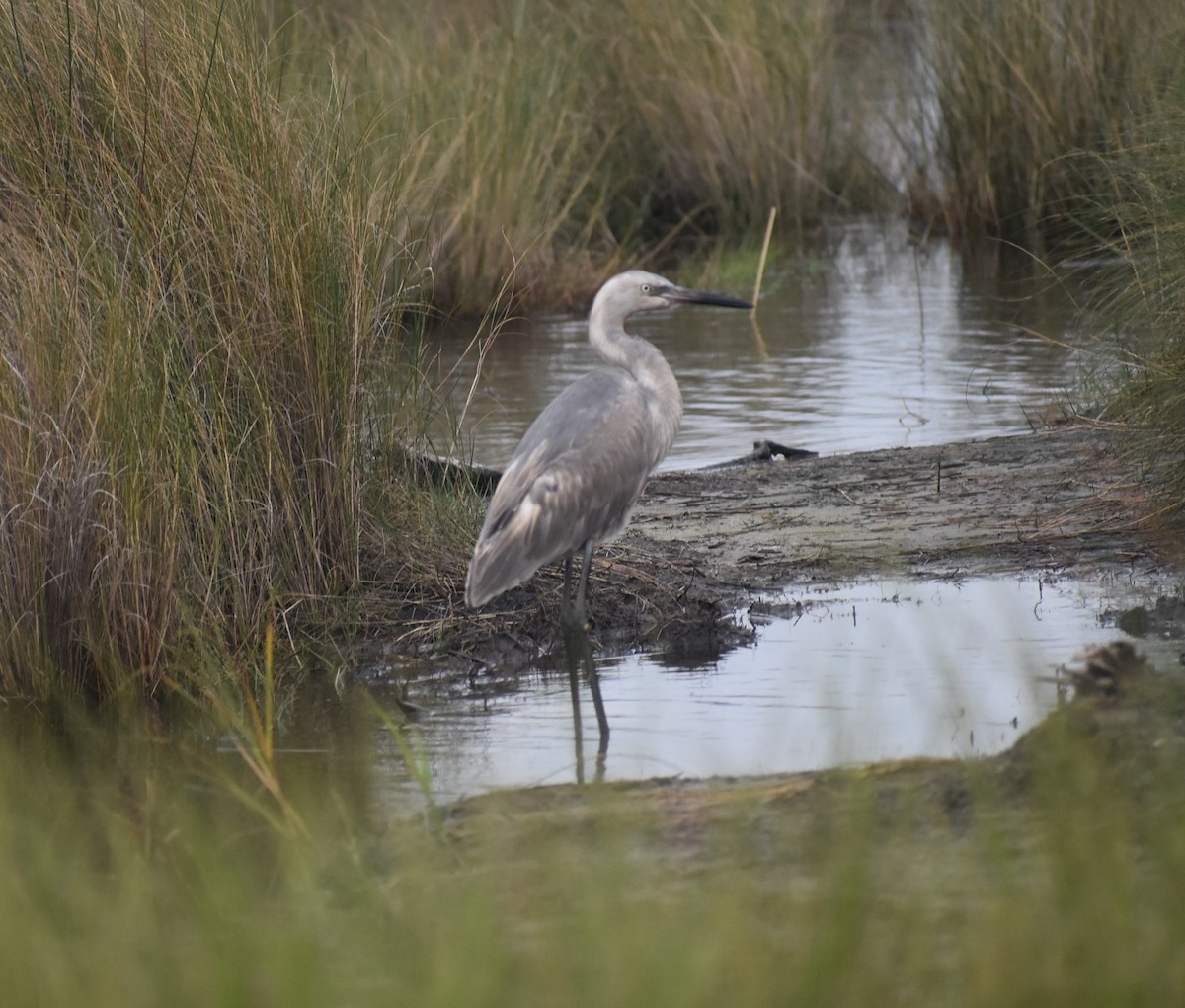 Reddish Egret - ML513084661