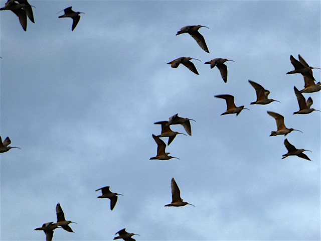 Long-billed Curlew - ML51308631