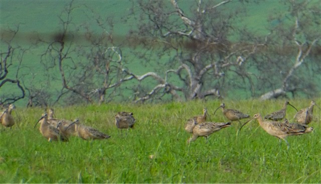 Rostbrachvogel - ML51308661