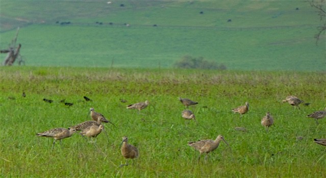 Long-billed Curlew - ML51308671