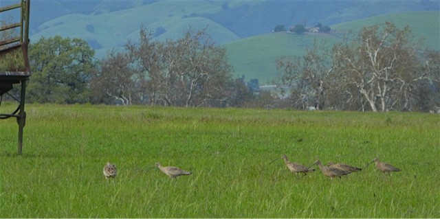 Long-billed Curlew - ML51308681