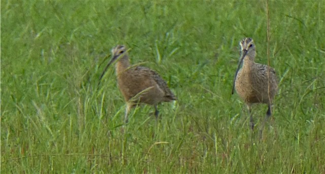 Long-billed Curlew - Debi Shearwater