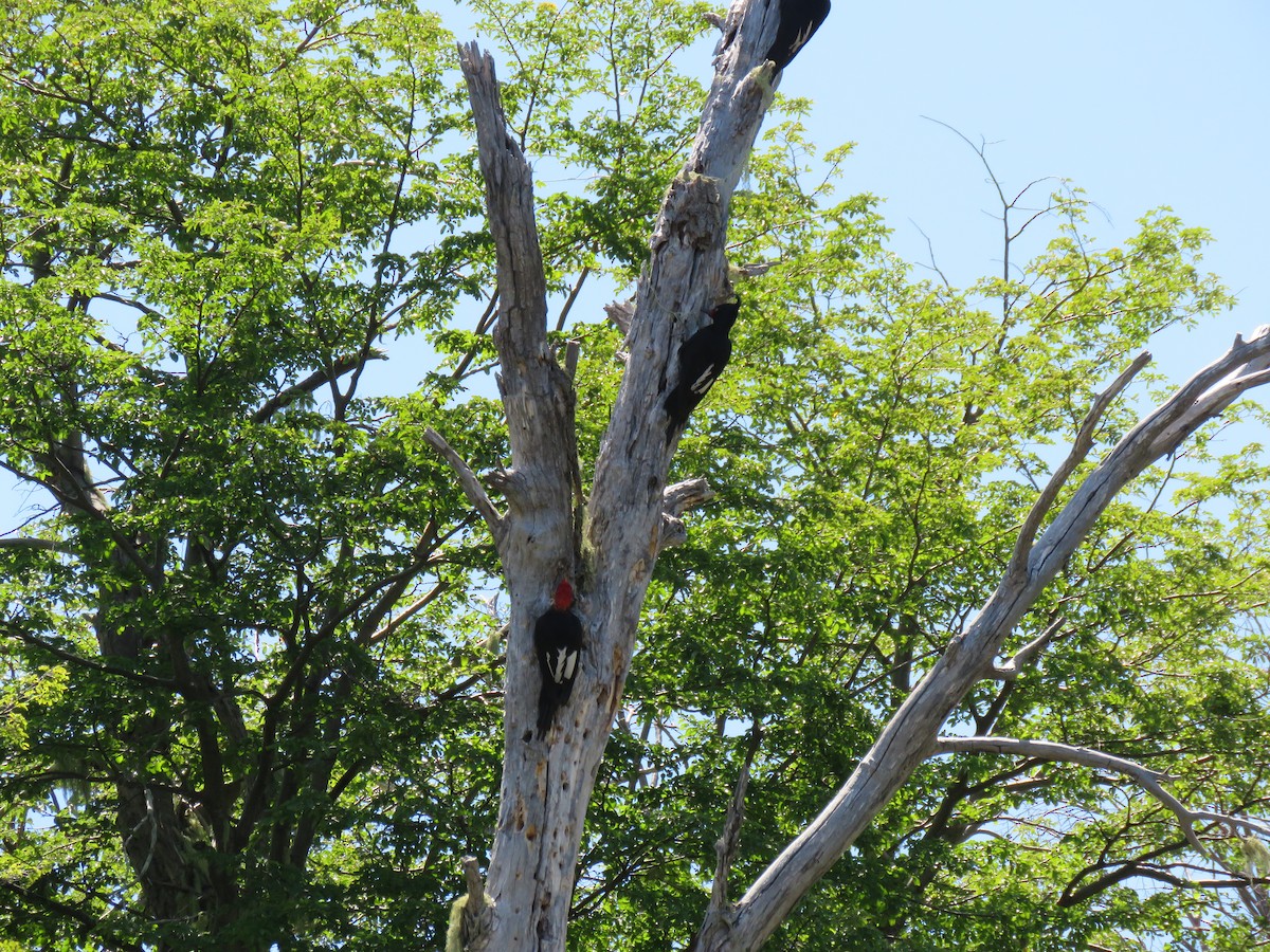 Magellanic Woodpecker - María Fernanda Salazar