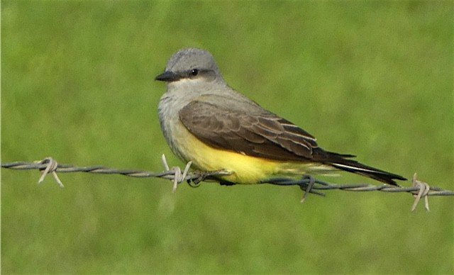 Western Kingbird - Debi Shearwater