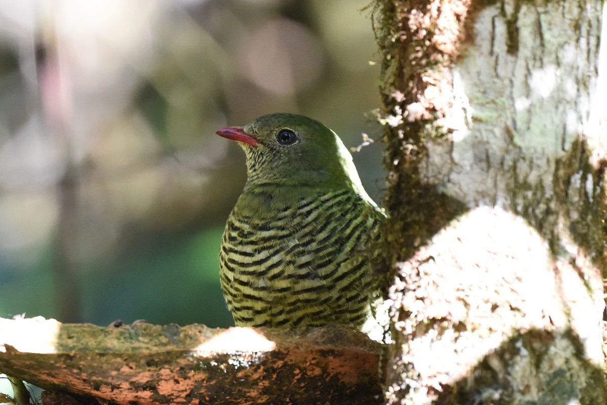 Barred Fruiteater - Nick Moore