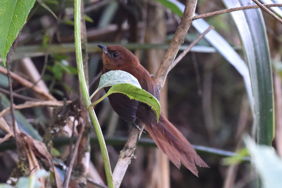 Rufous Spinetail - Nick Moore