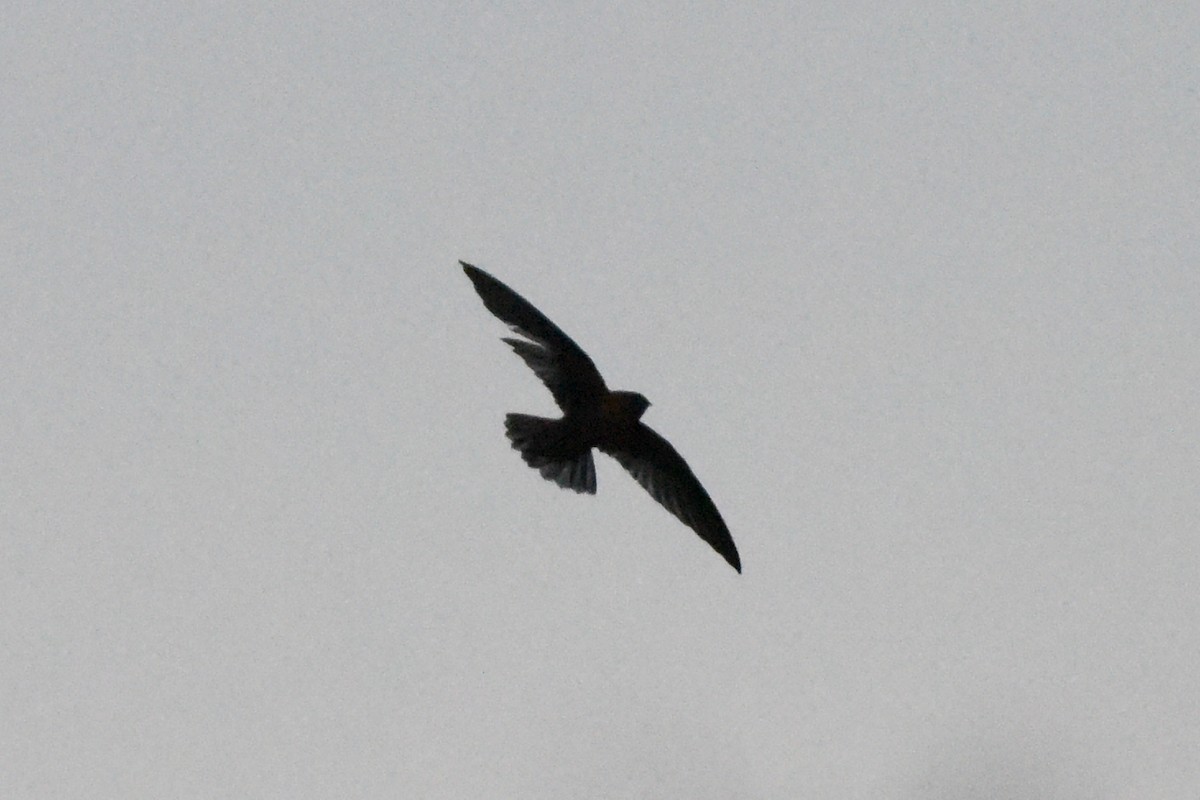 Chestnut-collared Swift - Nick Moore