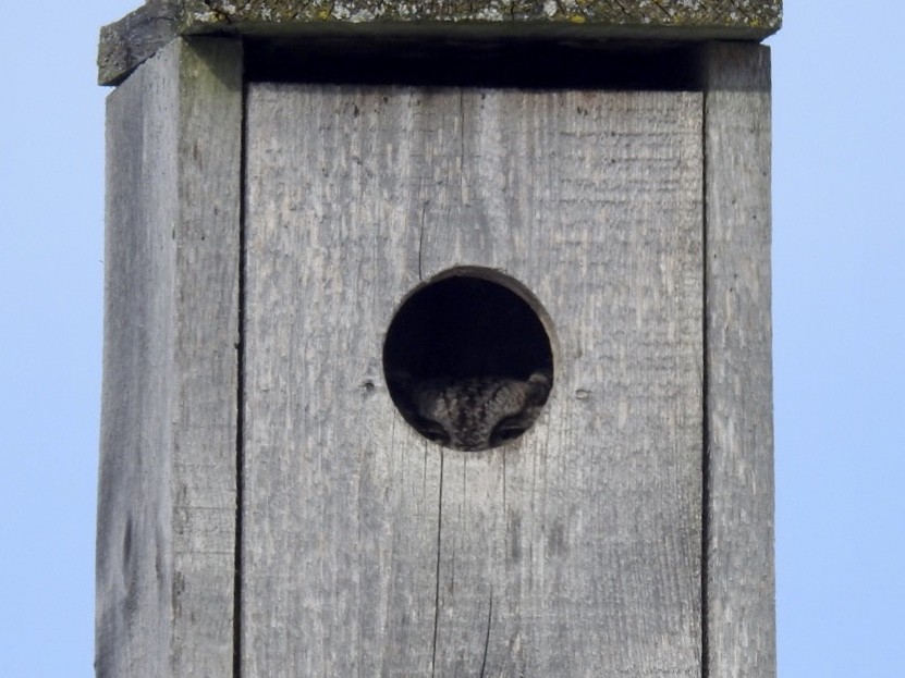 Eastern Screech-Owl - ML513091331