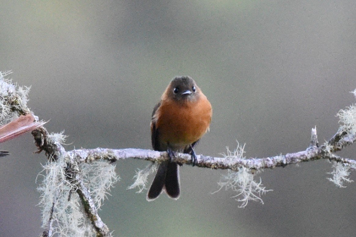 Cinnamon Flycatcher - Nick Moore