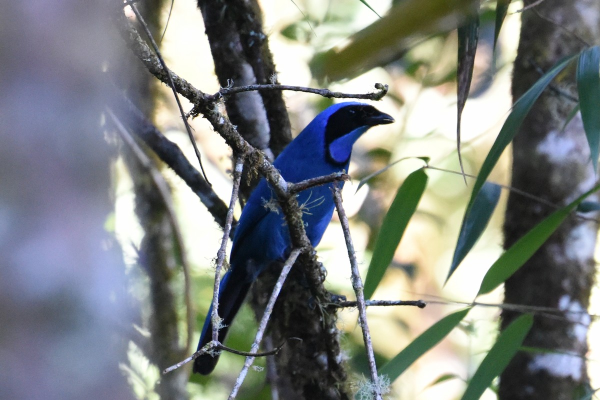 Turquoise Jay - Nick Moore