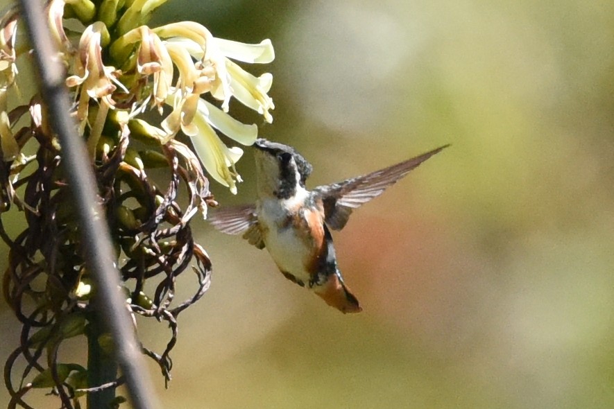 White-bellied Woodstar - ML513092441