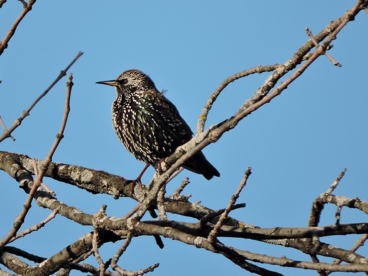 European Starling - Mireille Plouffe