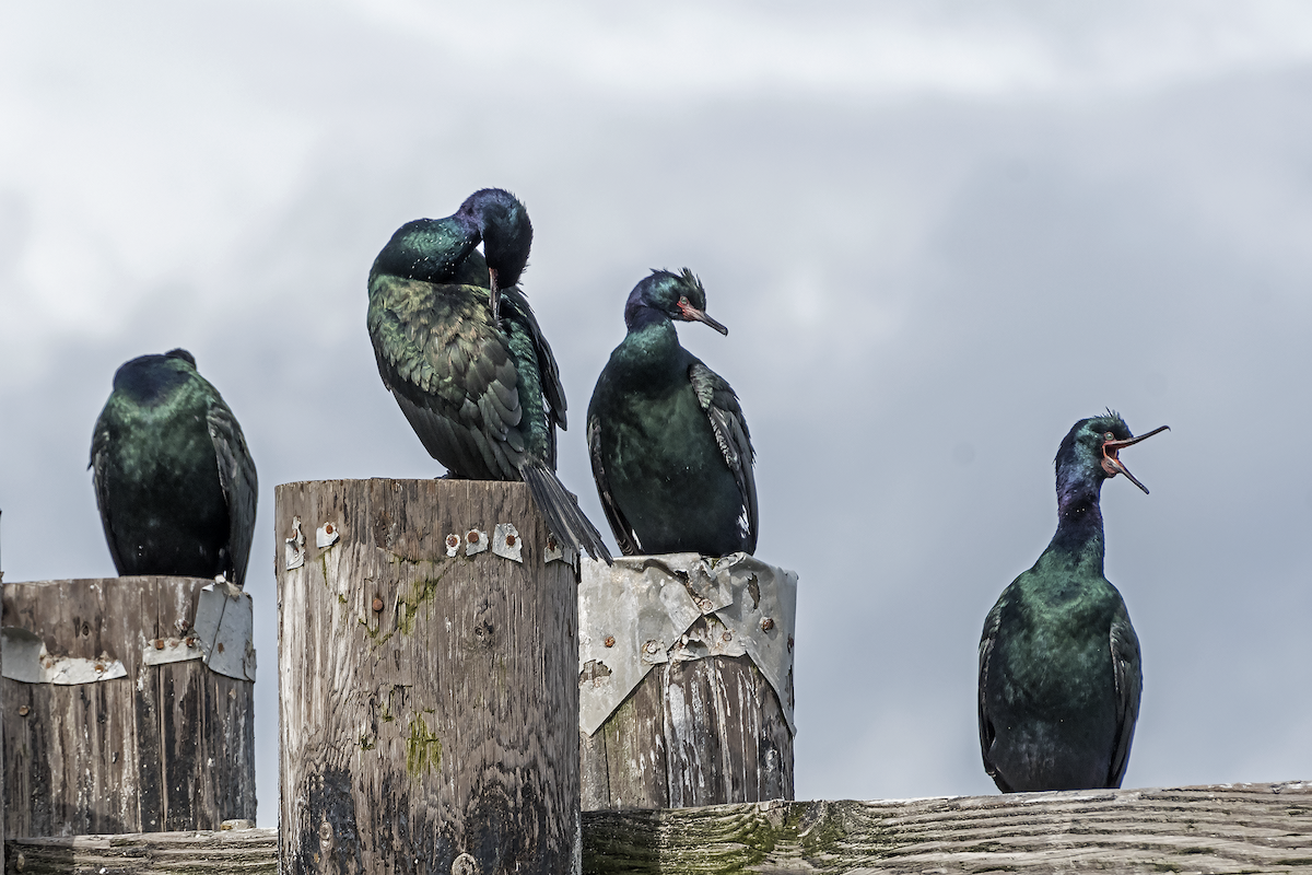 Pelagic Cormorant - David Badke
