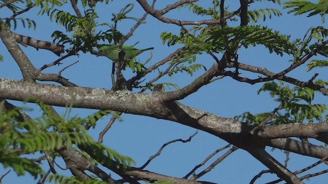 Green-headed Tanager - ML513093991