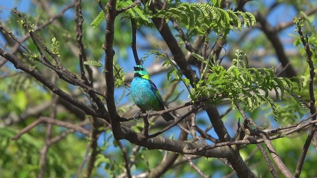 Green-headed Tanager - ML513094001