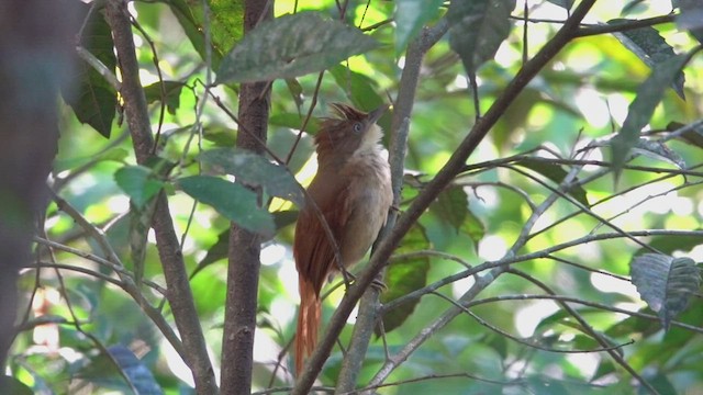 Ticotico Ojiblanco - ML513094871