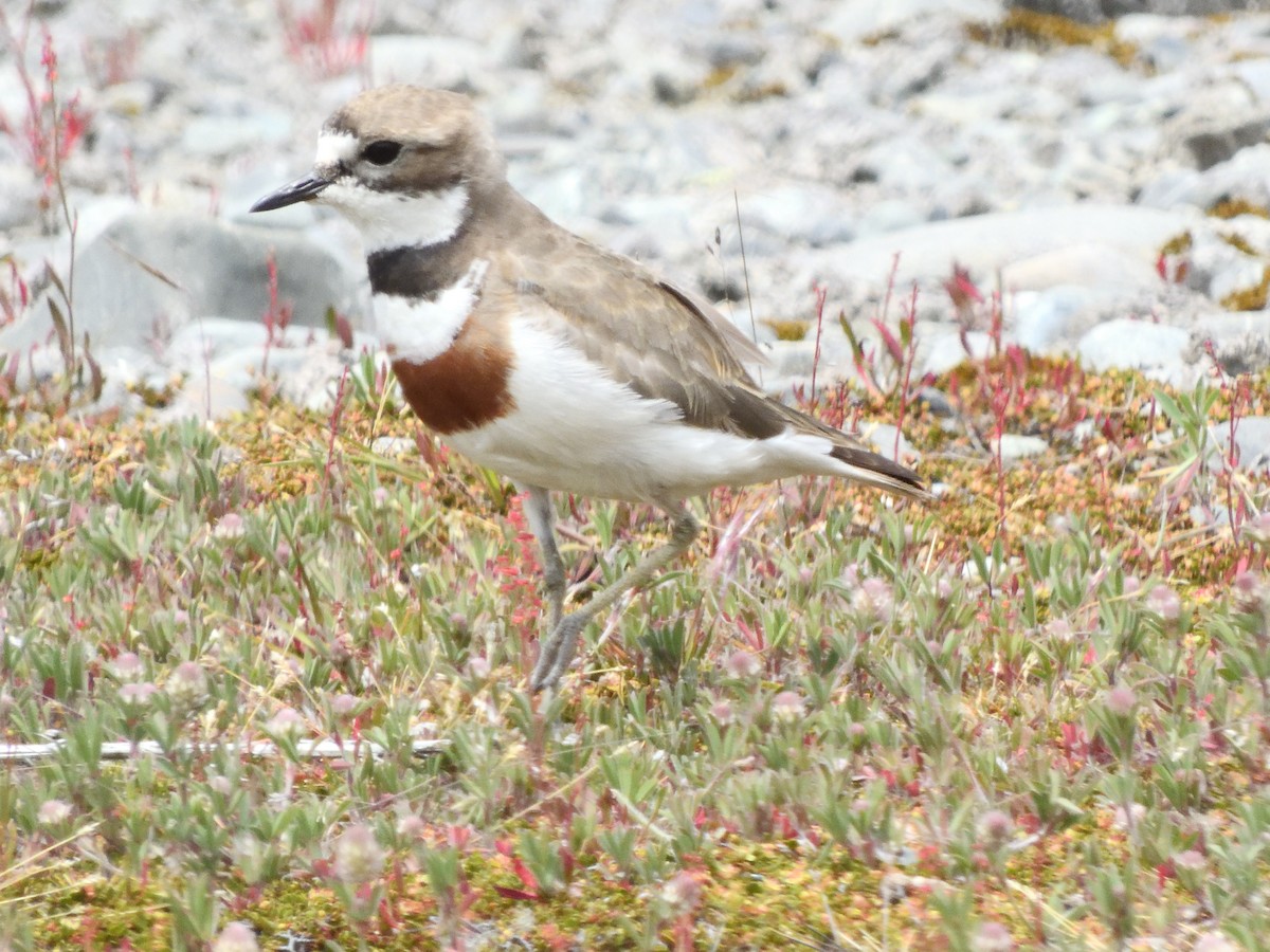 Double-banded Plover - ML513095891