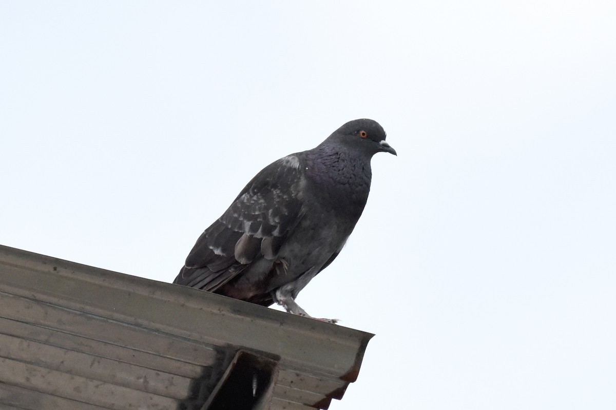 Rock Pigeon (Feral Pigeon) - ML513096381