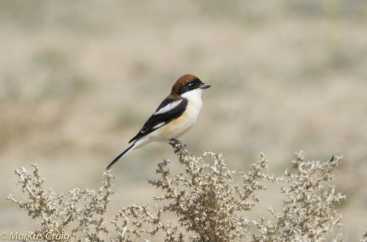 Woodchat Shrike (Caucasian) - Markus Craig