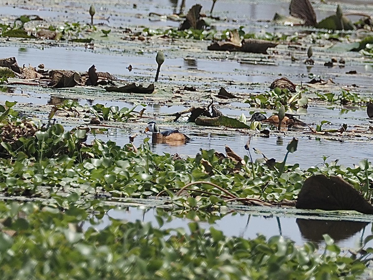 African Pygmy-Goose - Craig Rasmussen