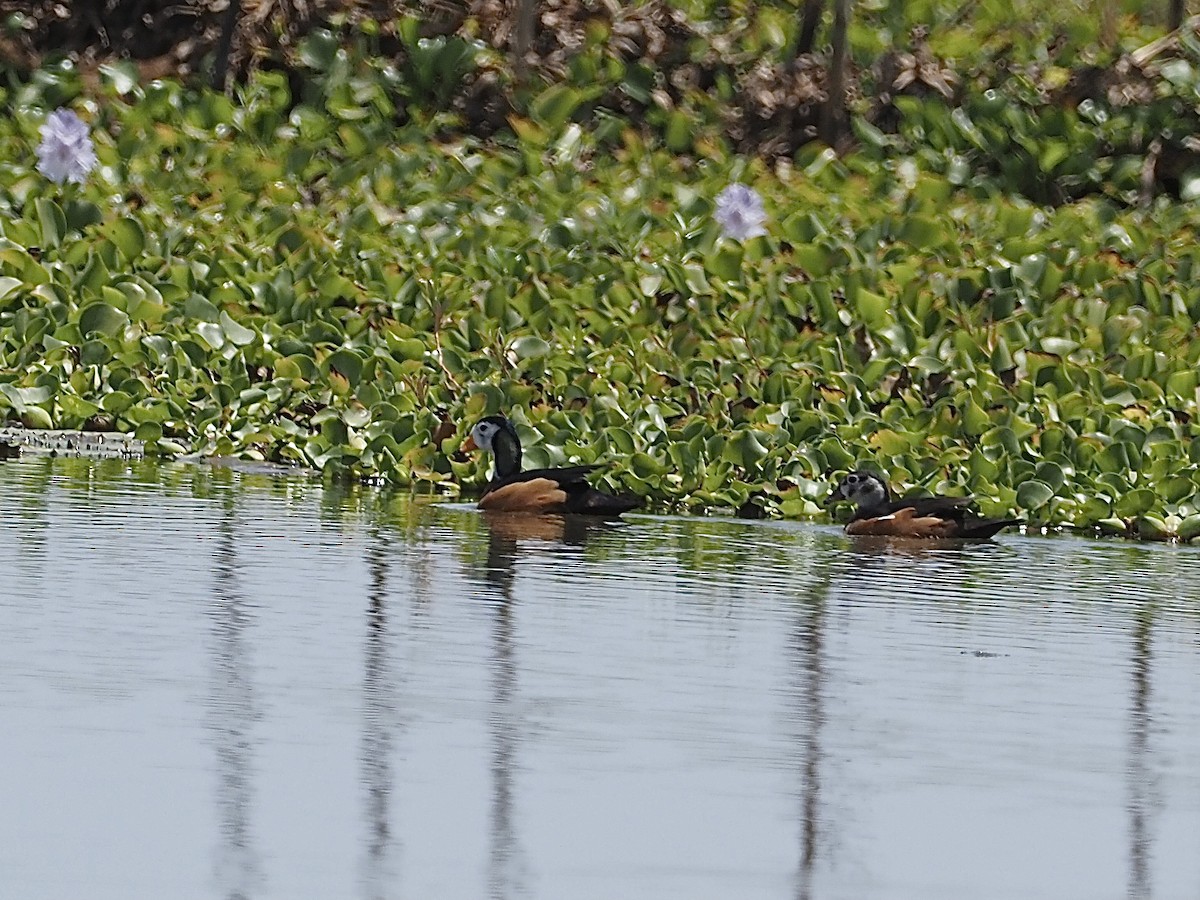 African Pygmy-Goose - ML513096881