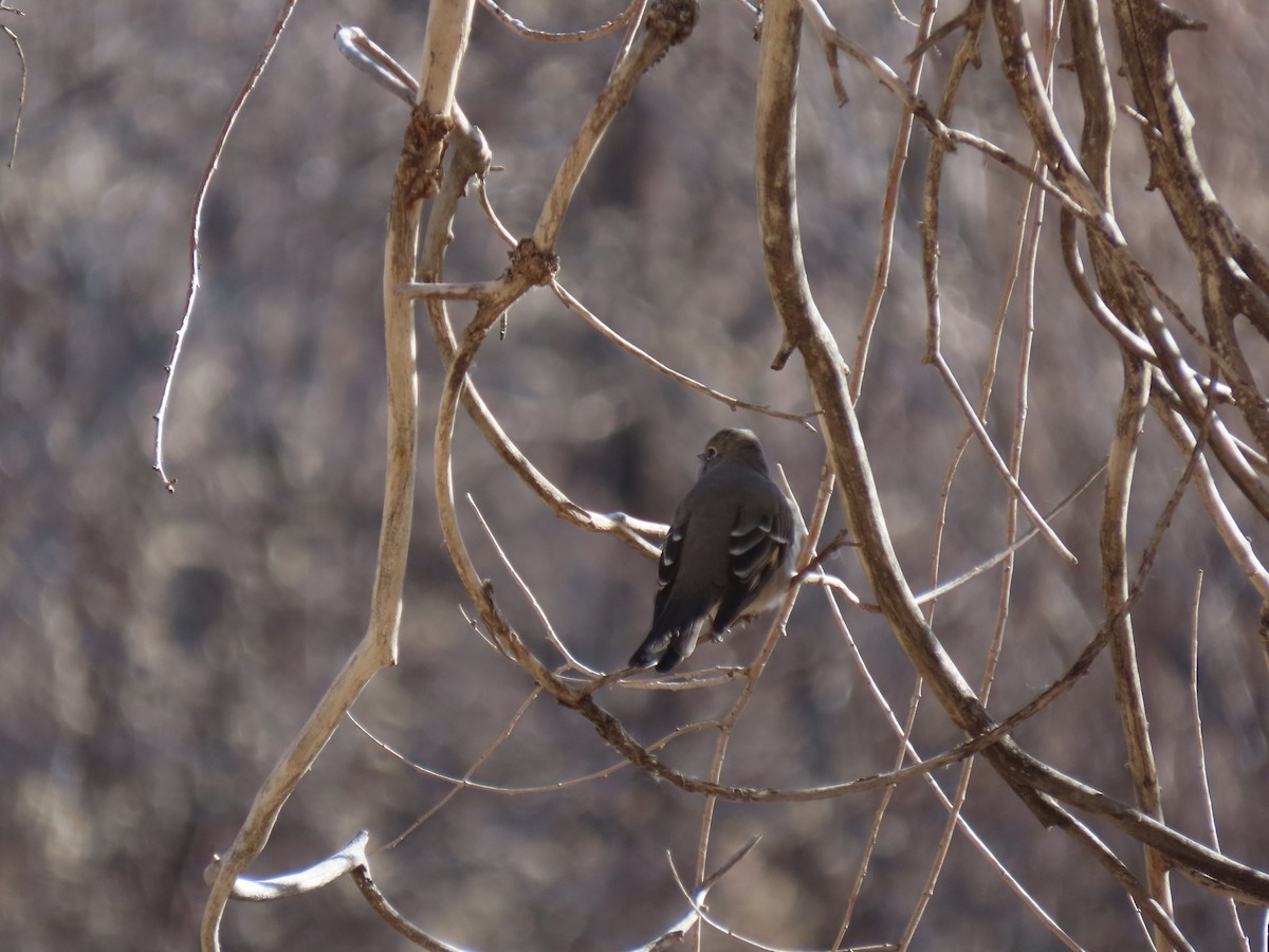Townsend's Solitaire - ML513097061
