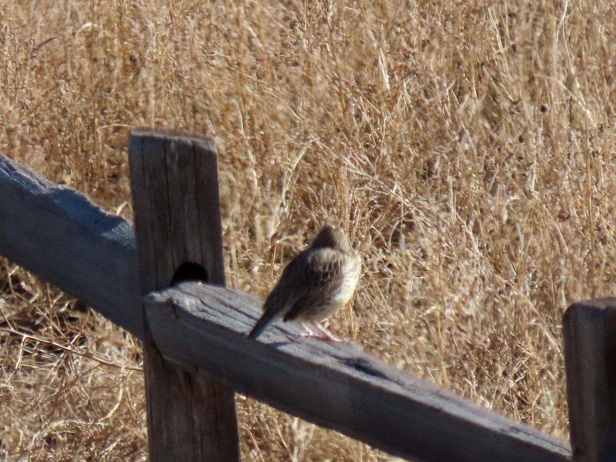 Western Meadowlark - ML513097211
