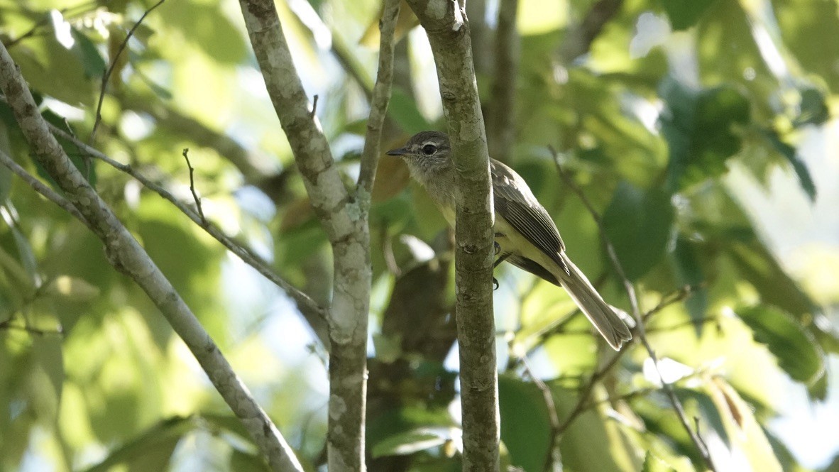 Greenish Elaenia - Wink Gross