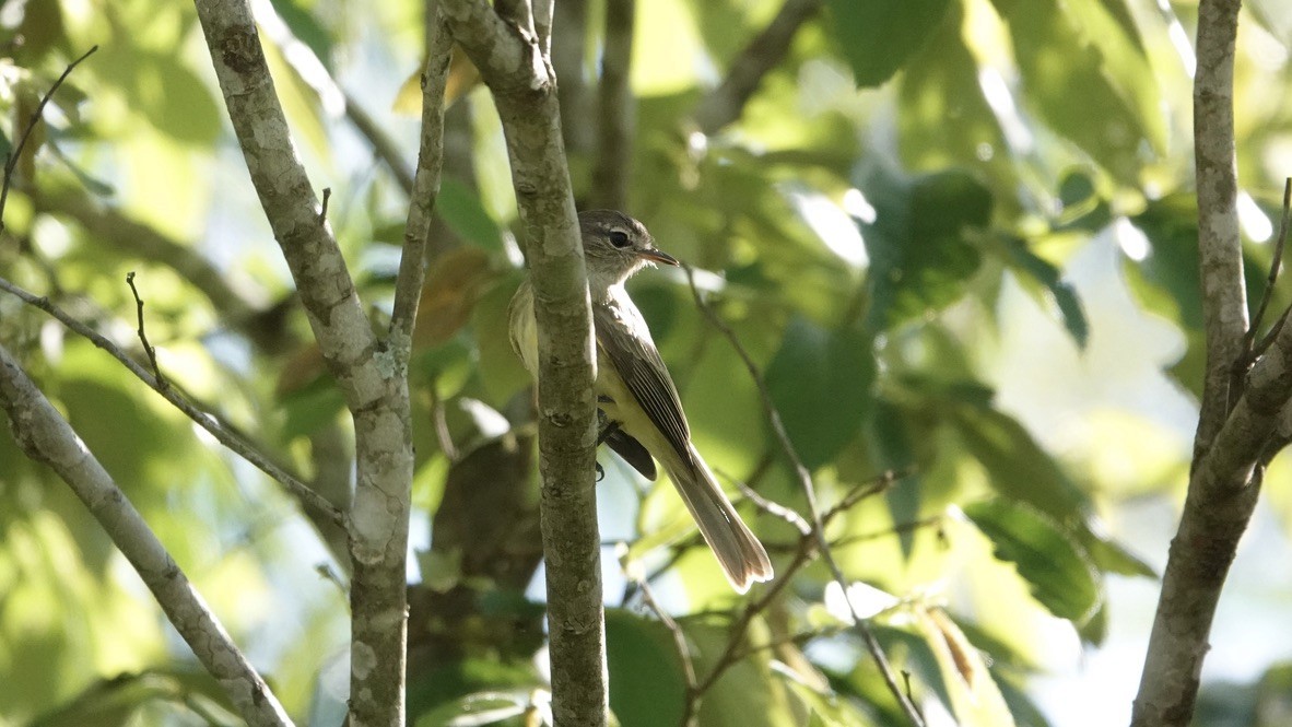 Greenish Elaenia - Wink Gross