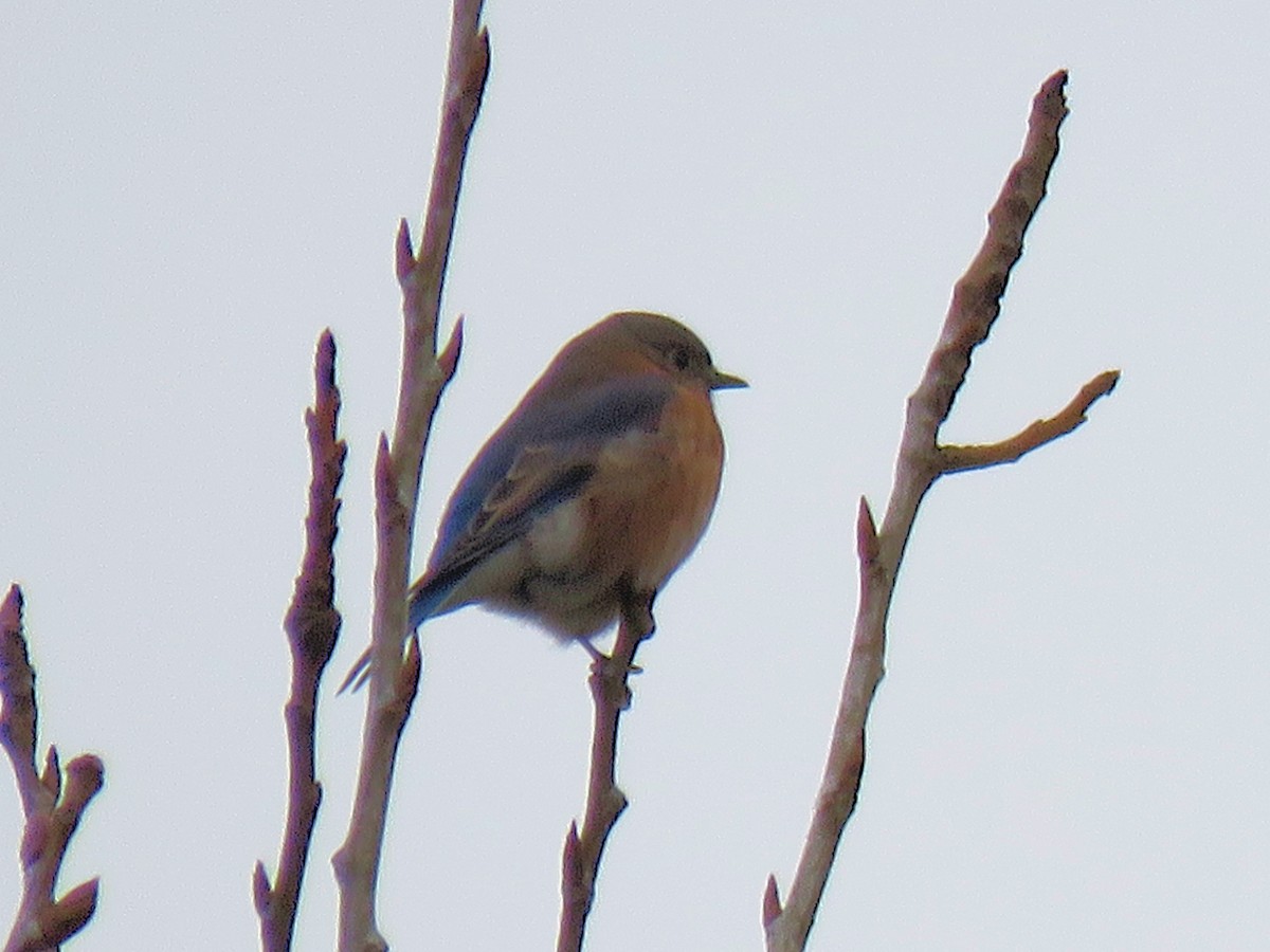 Eastern Bluebird - ML513097391