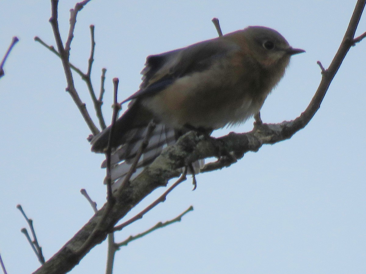 Eastern Bluebird - Dean Newhouse