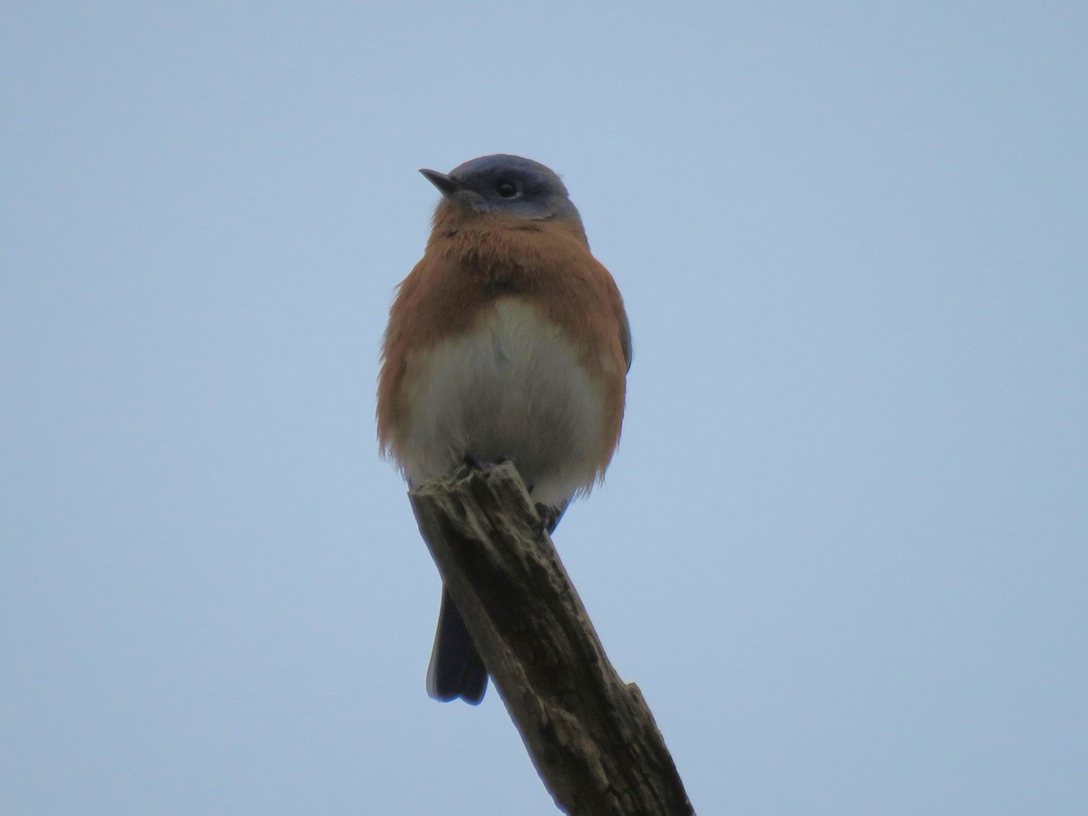 Eastern Bluebird - Dean Newhouse