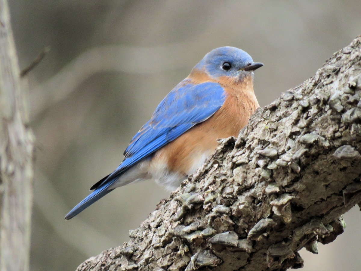 Eastern Bluebird - ML513097451