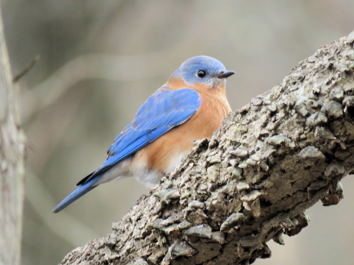 Eastern Bluebird - ML513097461