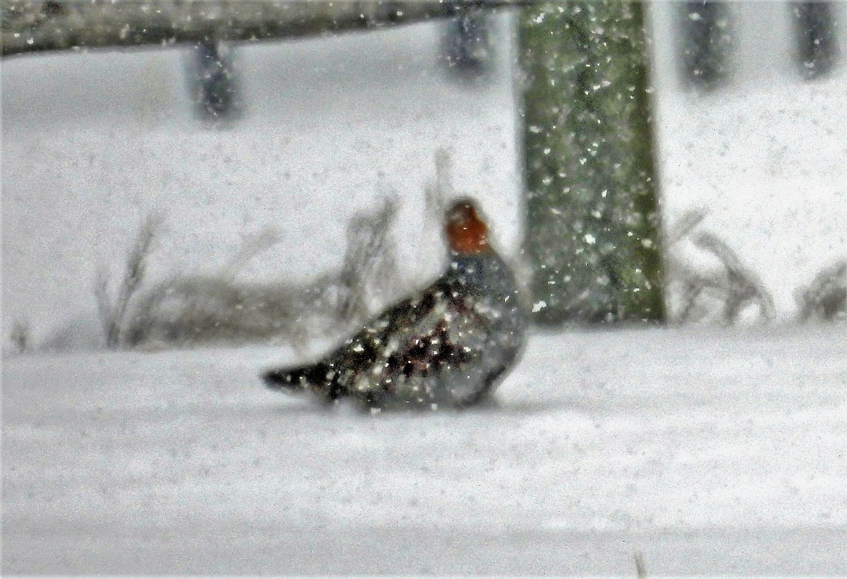 Gray Partridge - ML513097521