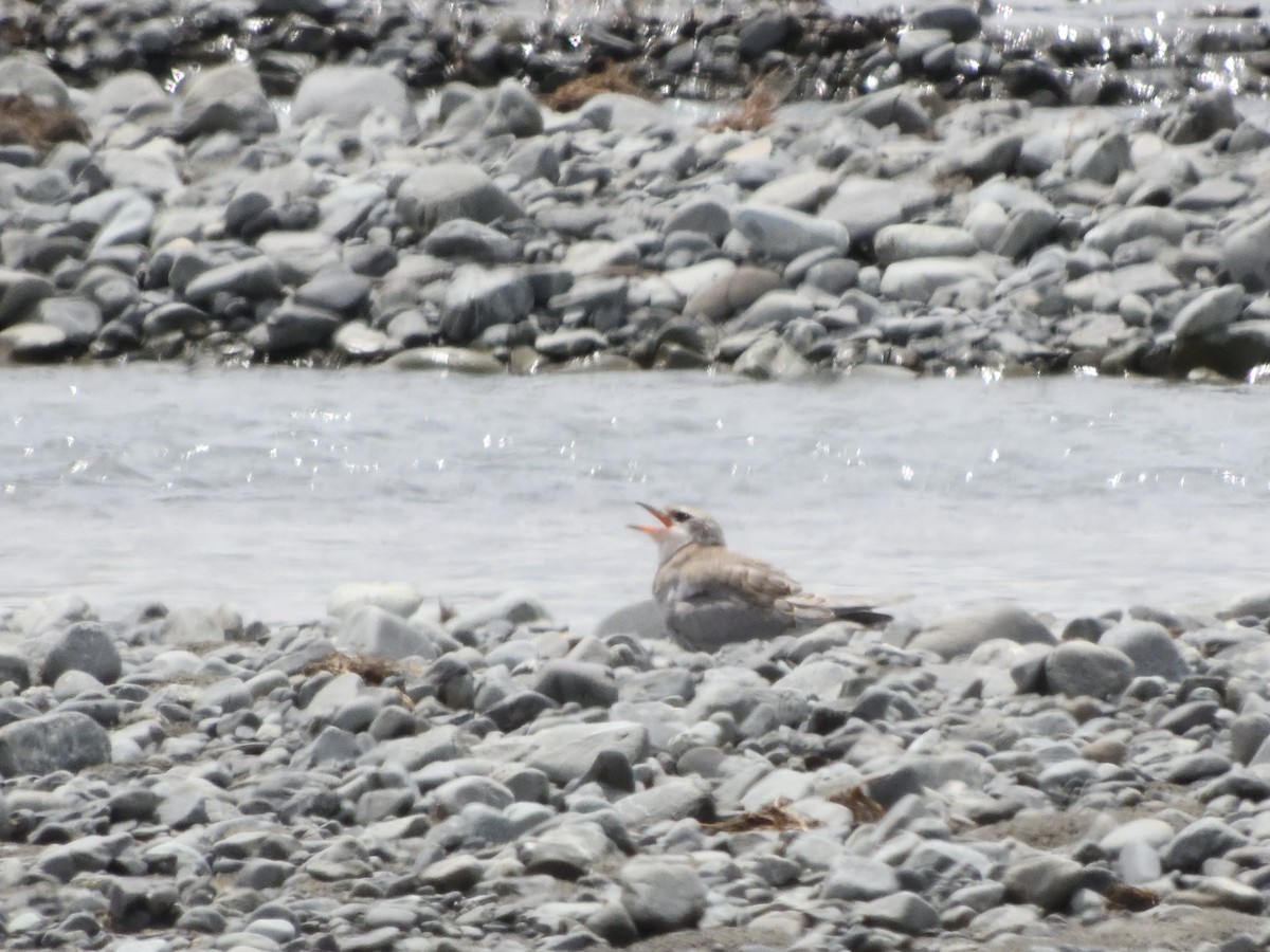 Black-fronted Tern - ML513098331