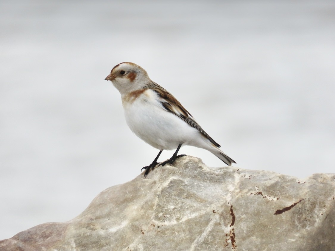 Snow Bunting - ML513098821