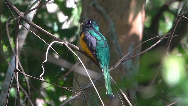 Atlantic Black-throated Trogon - ML513099701