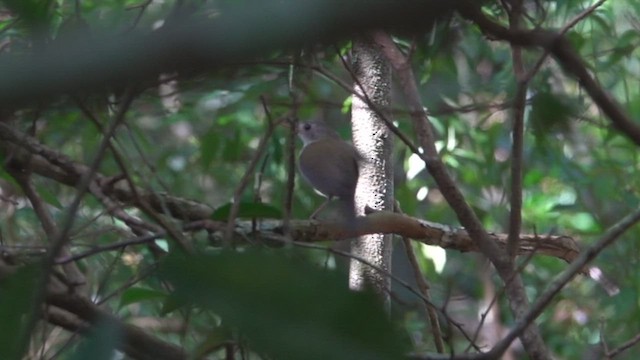 Mosquero Terrestre Sureño - ML513100831